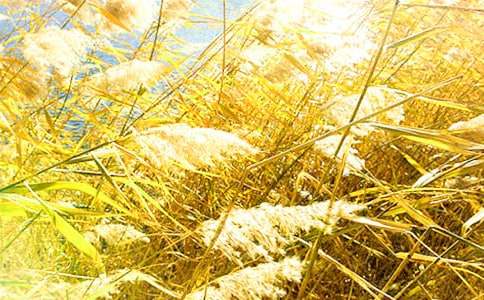 ������JȔʎ����