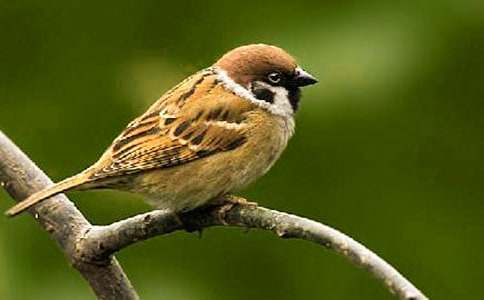 描寫麻雀的作文(精選86篇)