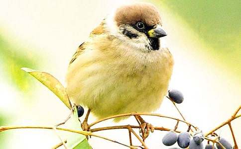 排隊飛行的麻雀寓言故事