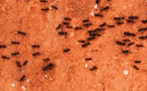 《螞蟻》教學設計