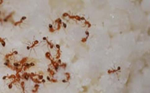 想象我是一只小螞蟻作文