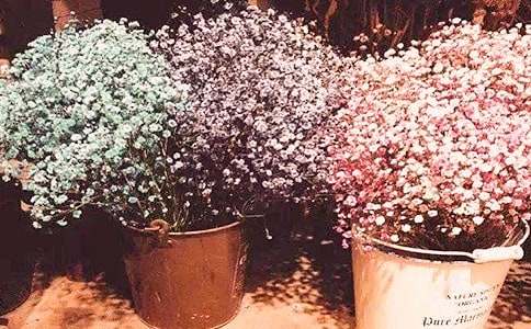 滿天星800字作文(精選35篇)