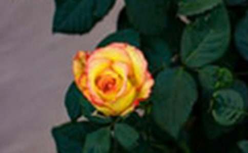 �����е�õ�����ģ����x11ƪ��