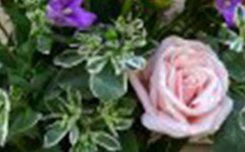 ���꼉��ϲ�g��õ�廨���ģ�ͨ��28ƪ��