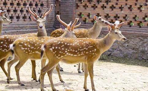 �ɐ۵�÷��¹��������