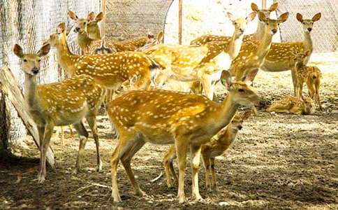 老虎和梅花鹿作文600字