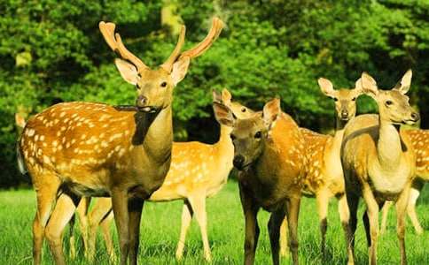 精選梅花鹿童話作文(通用25篇)