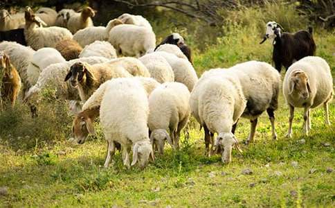 2017���P����Ʒ���a��������Ұ��ȥ�Ǿd����