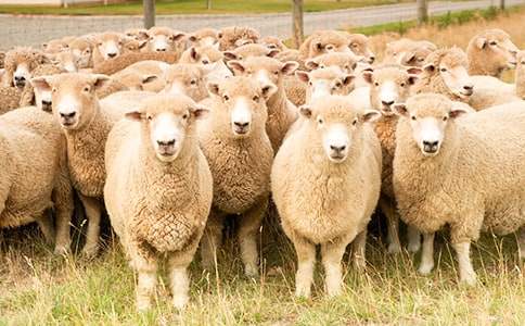 猴子和綿羊寓言故事