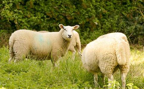 樂于助人的小綿羊作文700字