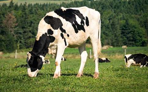 續寫《安恩和奶牛》