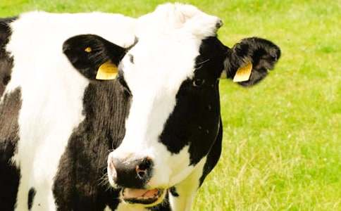 奶牛場一日游作文