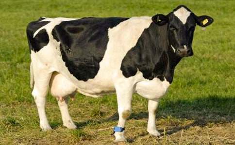 有關奶牛作文300字九篇