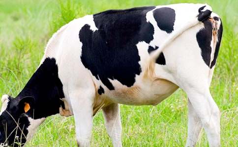 ��ţ����600��8ƪ