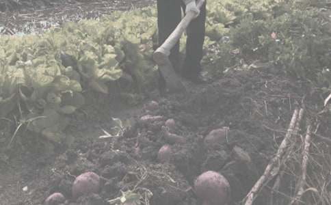 農作物種子買賣合同