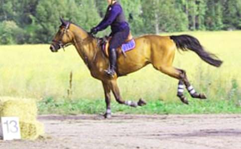 騎馬感悟作文:人生如騎馬800字