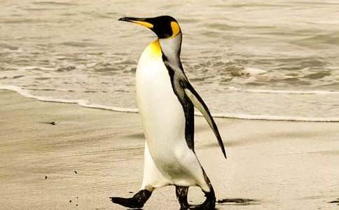 ���Z����600����ƪ