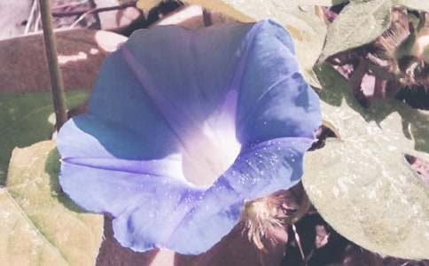 �P���茑��ţ��������700�֣����x5ƪ��