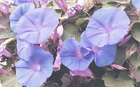 �^�젿ţ�����꼉����