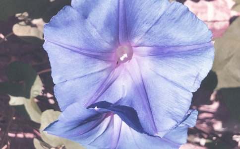 ��ţ���ļ������800��