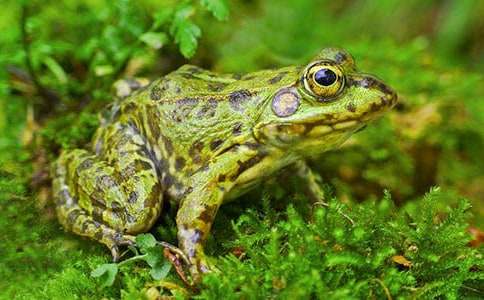 �^�����ܲ�ʳ����400�֣����x26ƪ��