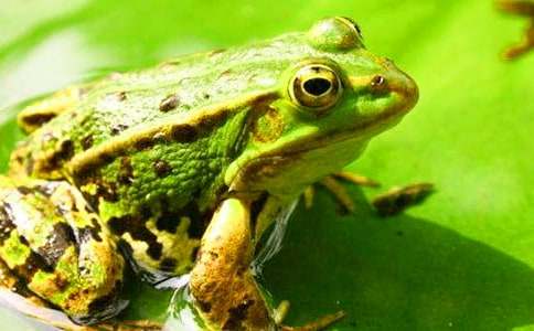 �����c̫�����