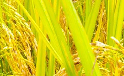 ���@�������ķ���3ƪ