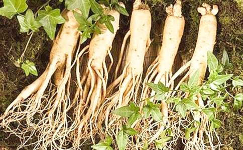 【熱】我發現了人參作文