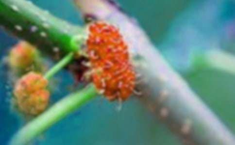 采桑果狀物作文