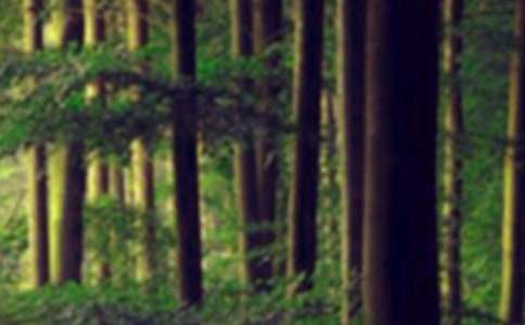 ɭ�ֵ�ϣ������