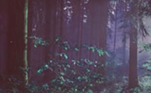 森林公園一日游作文600字