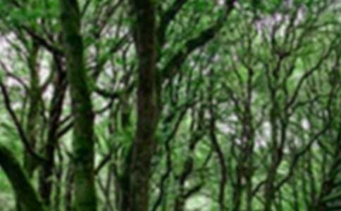 ɭ�ַ��������������ģ����x70ƪ��