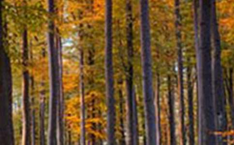 ɭ�ַ�������500�֣�ͨ��26ƪ��