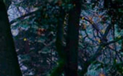 ���]��������ɭ������