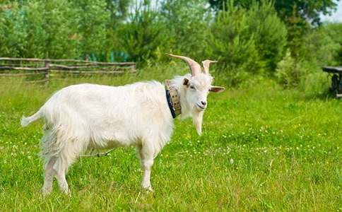 С�����cɽ�򠔠��^��ľ��Ŀ��D���ģ�ͨ��5ƪ��