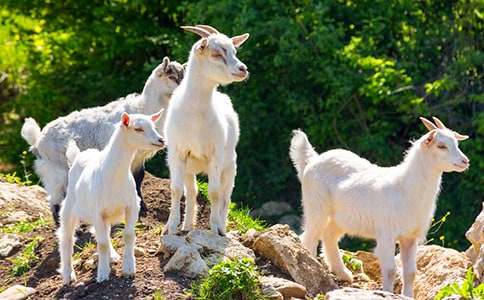 小山羊,快醒醒「童話故事」