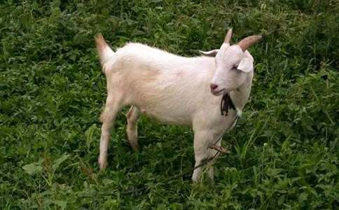 �������˵�Сɽ������