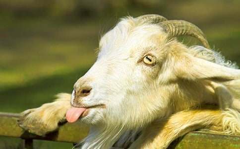 老狼,獵人與山羊作文