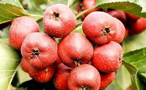 ɽ高�����ģ����x25ƪ��