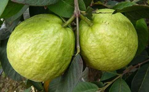 ʯ������ľ�ƪ