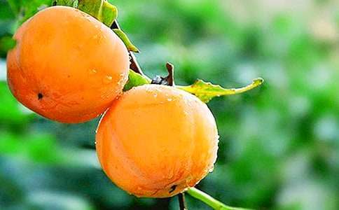 關于不要空腹吃柿子的600字作文