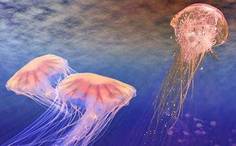 �^��ˮĸ������(�R��4ƪ)