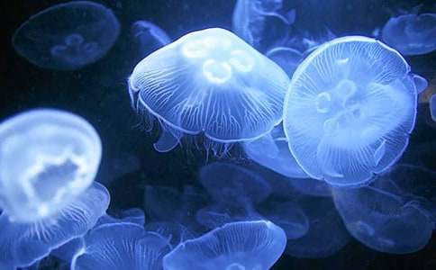 ��ˮĸ���}������