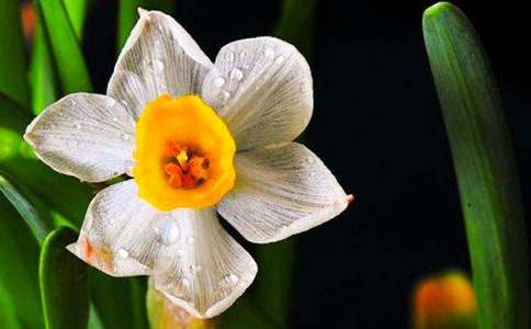 水仙作文400字三篇