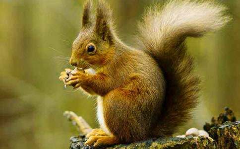 �C�ǵ�С����ͯԒ����