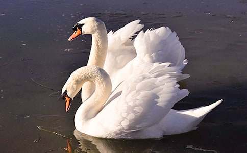 Ұ���Z�Č�����