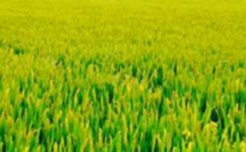 ���x��Ұ���ąR��9ƪ