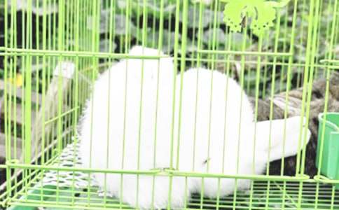 ���С��������