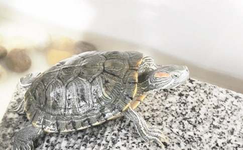 �ɐ۰��o��С��������