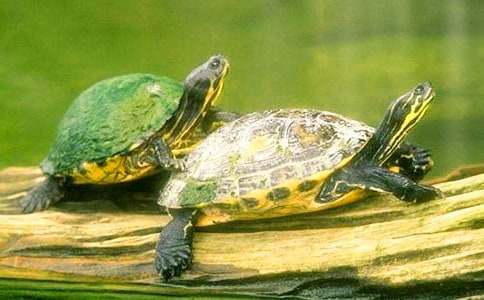 С����������700�� �Ե���С����